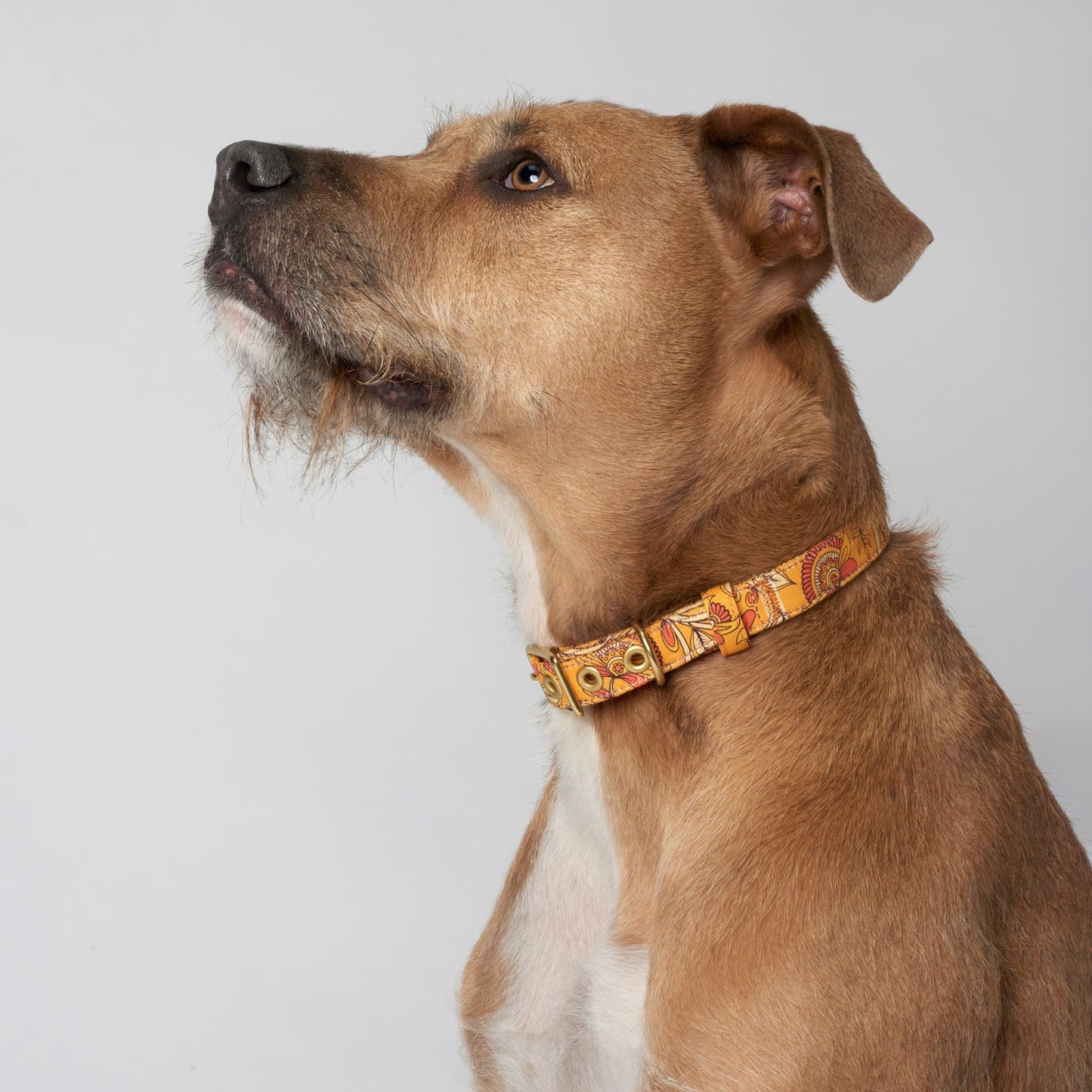 Bohemian sunset designer dog collar