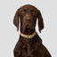 Cottage garden designer dog collar