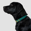 Forest green recycled canvas dog collar
