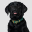 Forest green recycled canvas dog collar