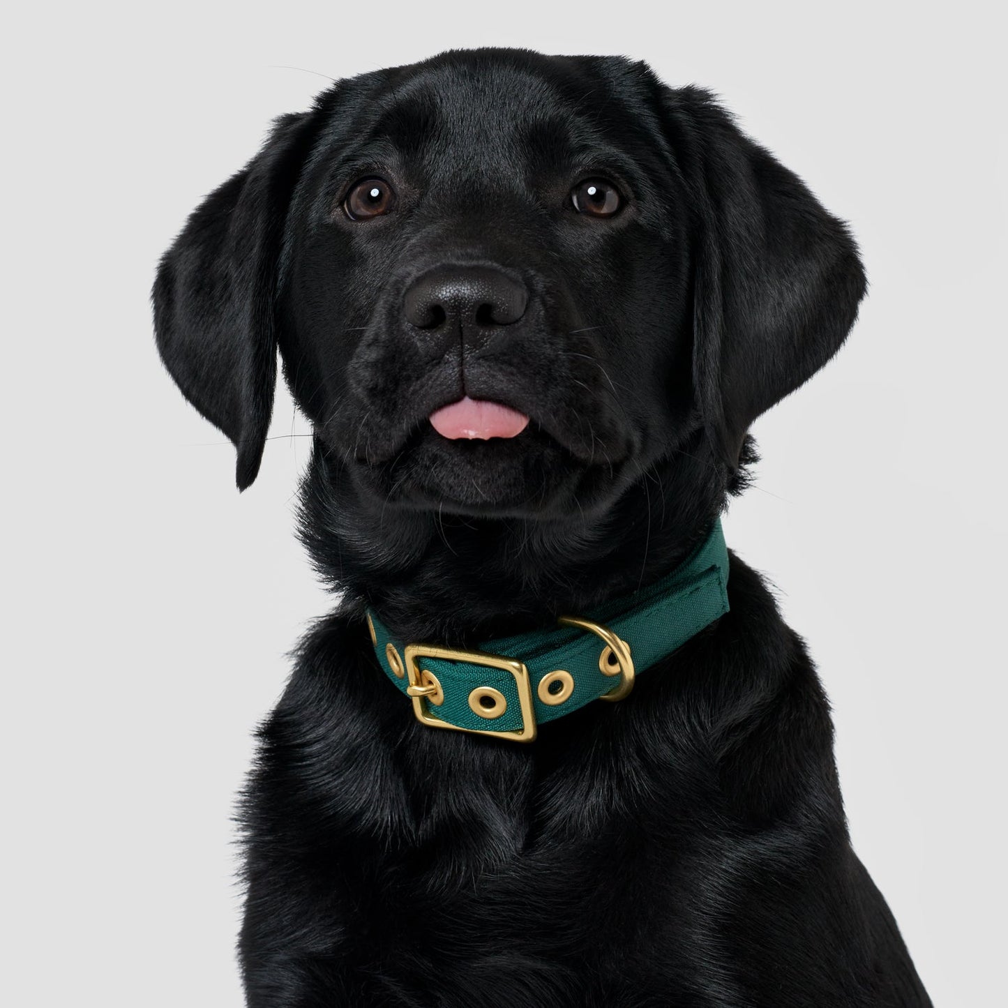 Forest green recycled canvas dog collar