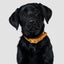 Harvest yellow recycled canvas dog collar