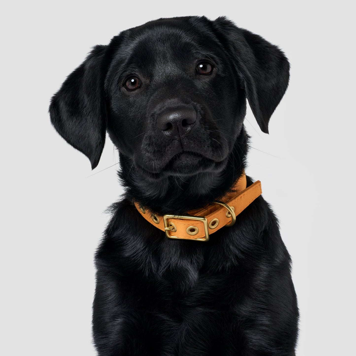 Harvest yellow recycled canvas dog collar