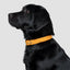 Harvest yellow recycled canvas dog collar