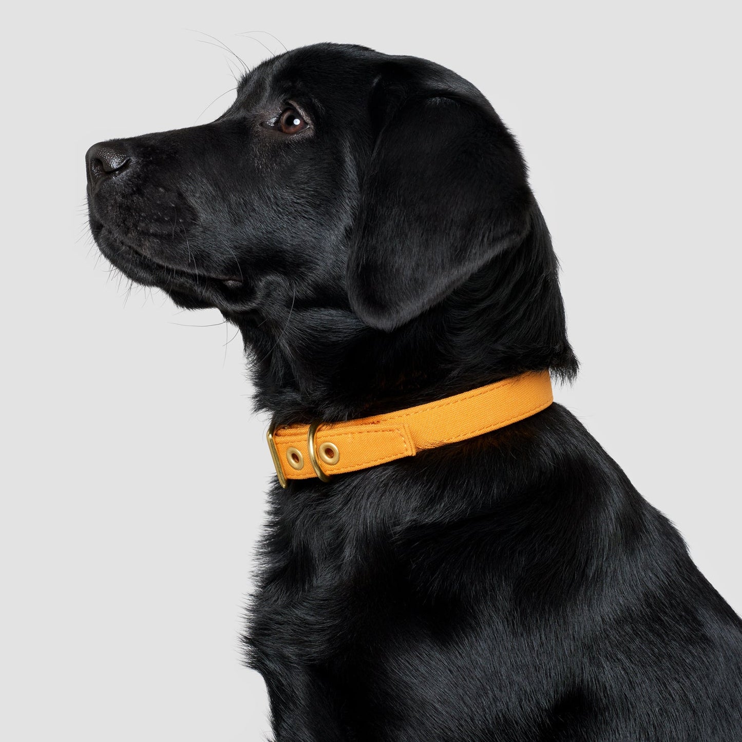 Harvest yellow recycled canvas dog collar