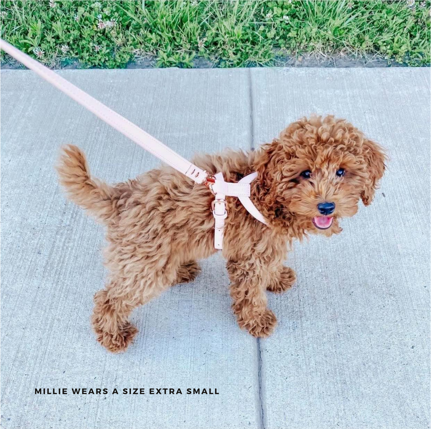 Harness – pale pink