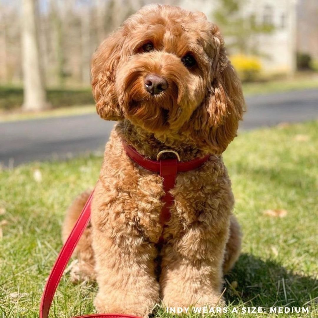 Harness – ruby red