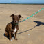 Combs skinny classic dog lead
