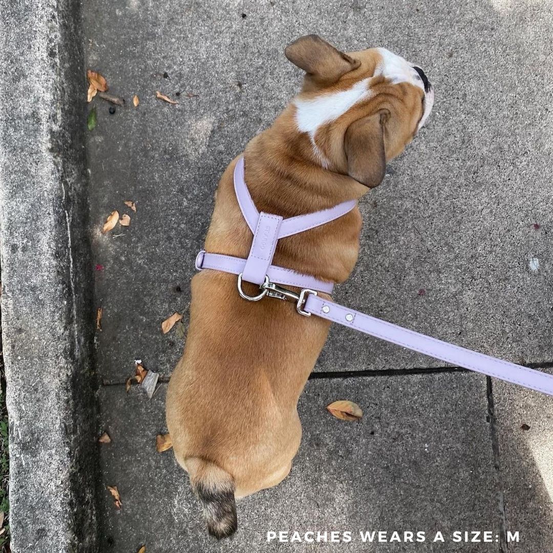 Harness – lilac