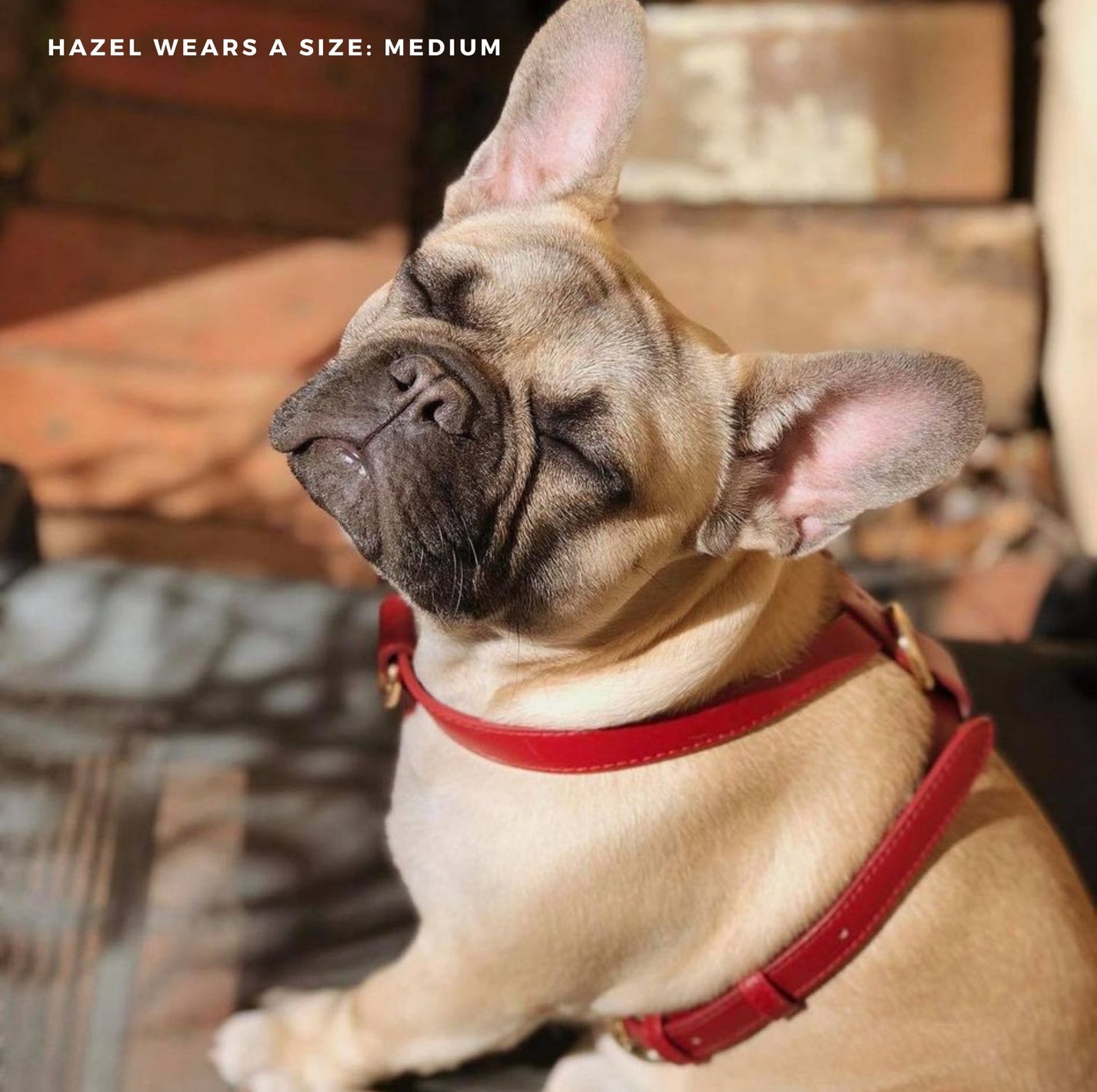 Harness – ruby red