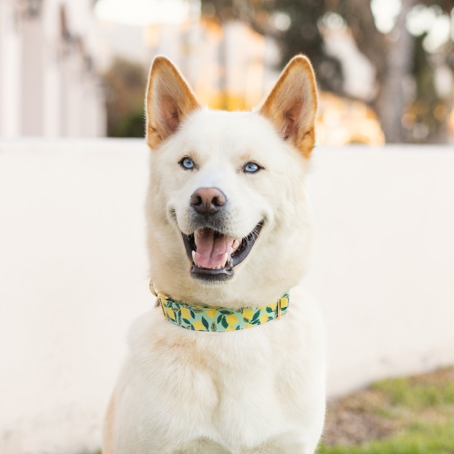 Lemon zest dog collar