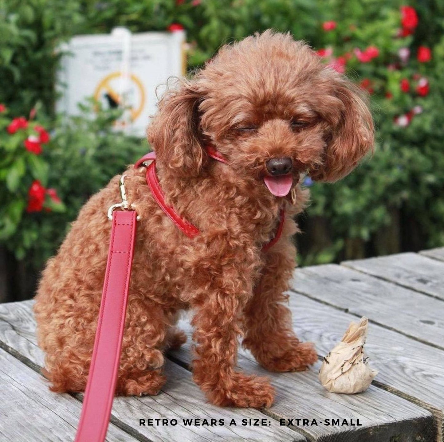 Harness – ruby red