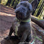 Harness – sage