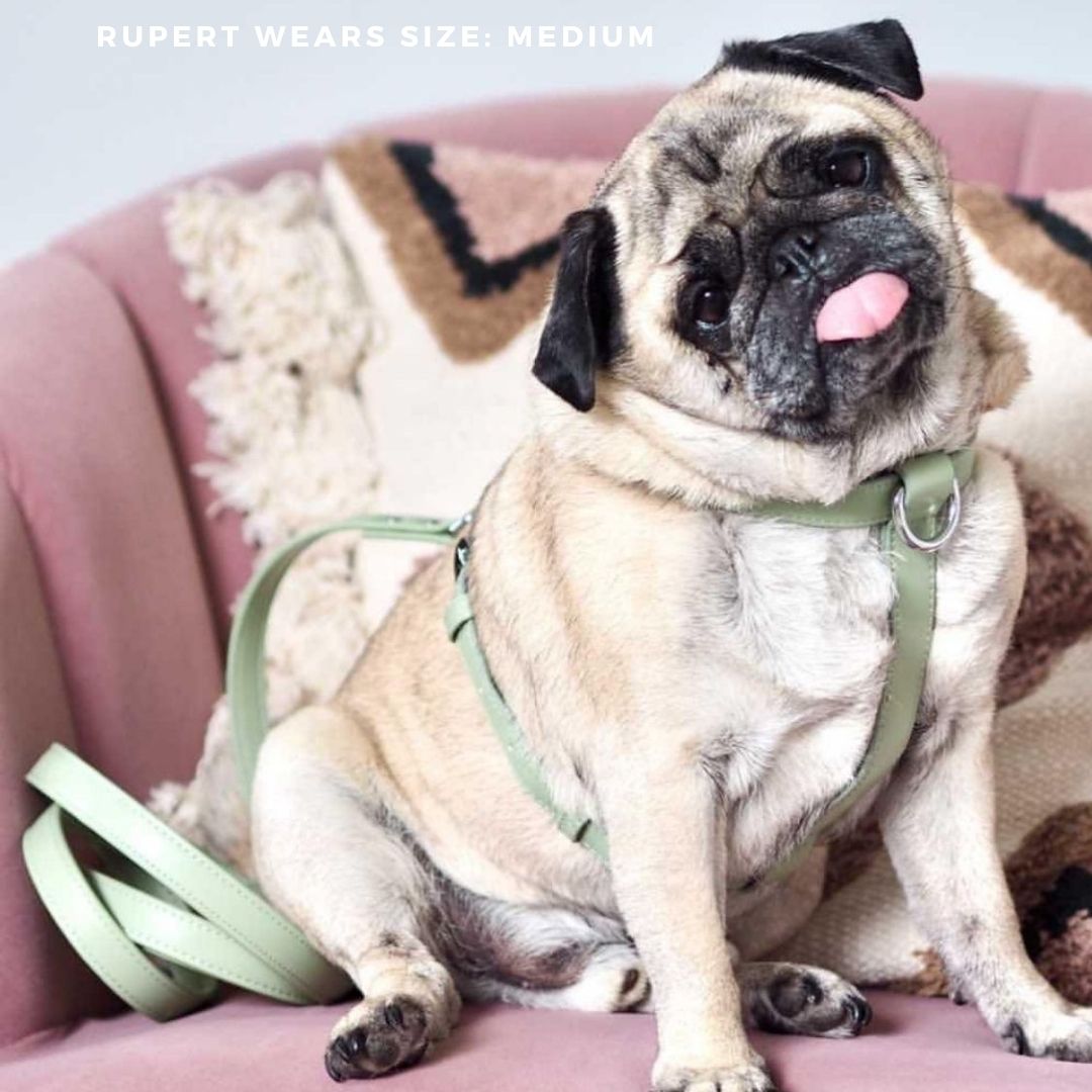 Harness – sage