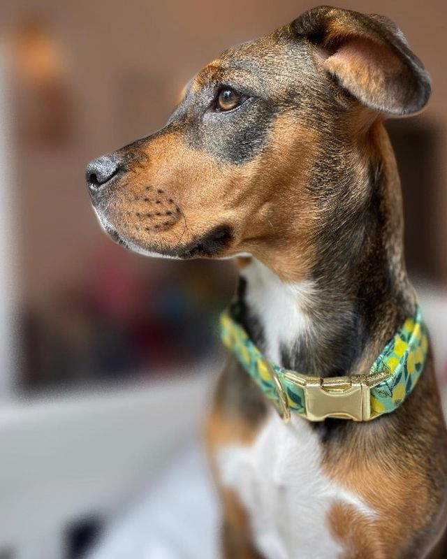 Lemon zest dog collar