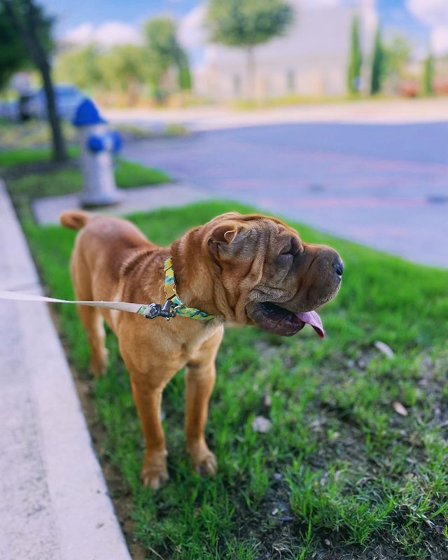 Lemon zest dog collar