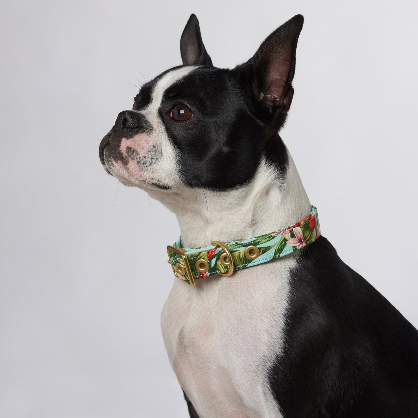 Coastal flower designer dog collar