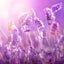Lead – lexia lavender