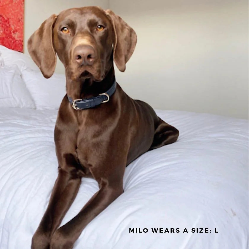 Collar – navy