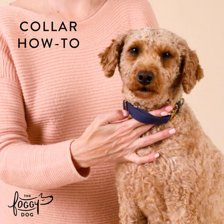 Lemon zest dog collar