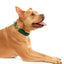 Forest green velvet dog collar