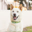 Lemon zest dog collar