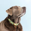 Lemon zest dog collar