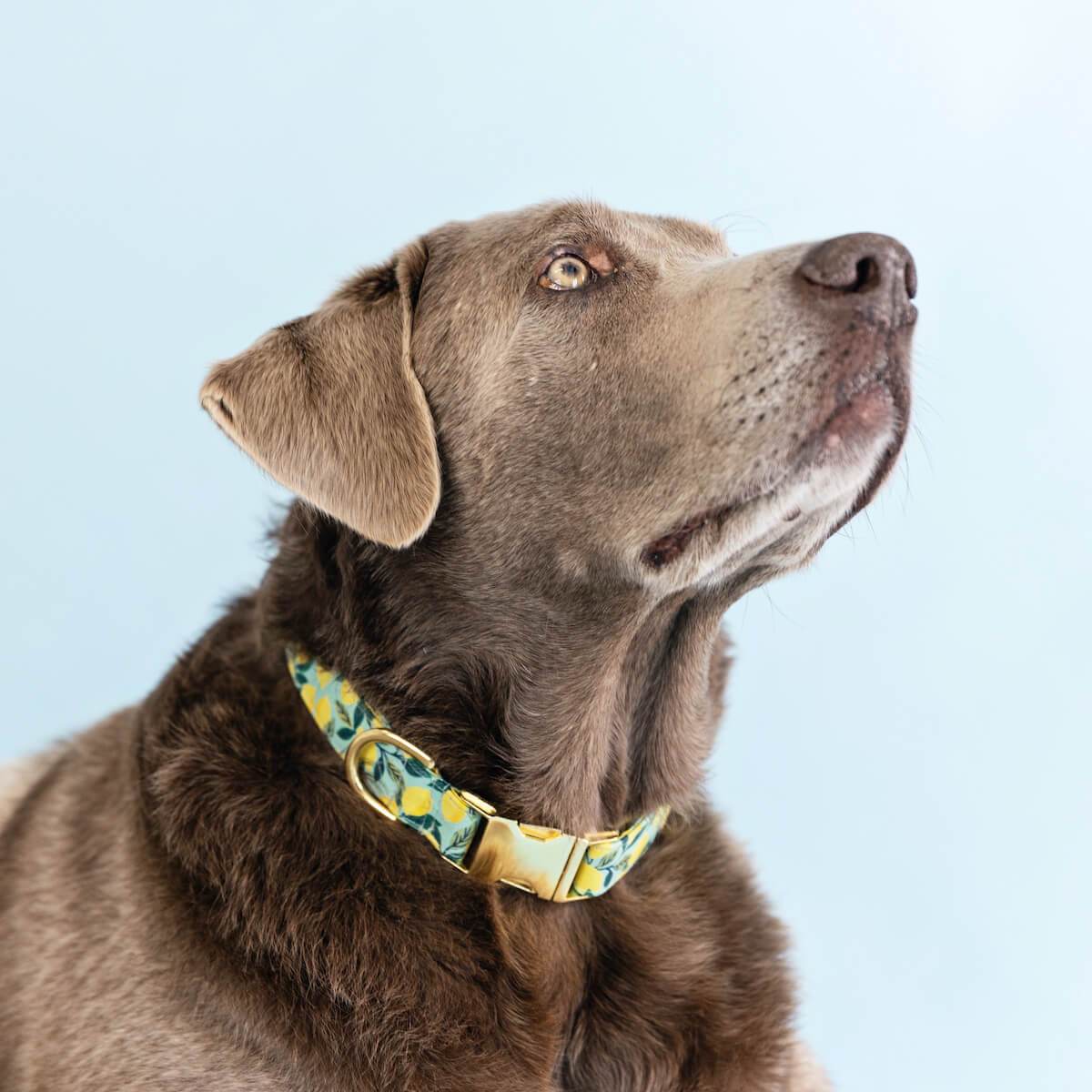 Lemon zest dog collar