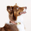 St. frank chevron kilim boho dog collar